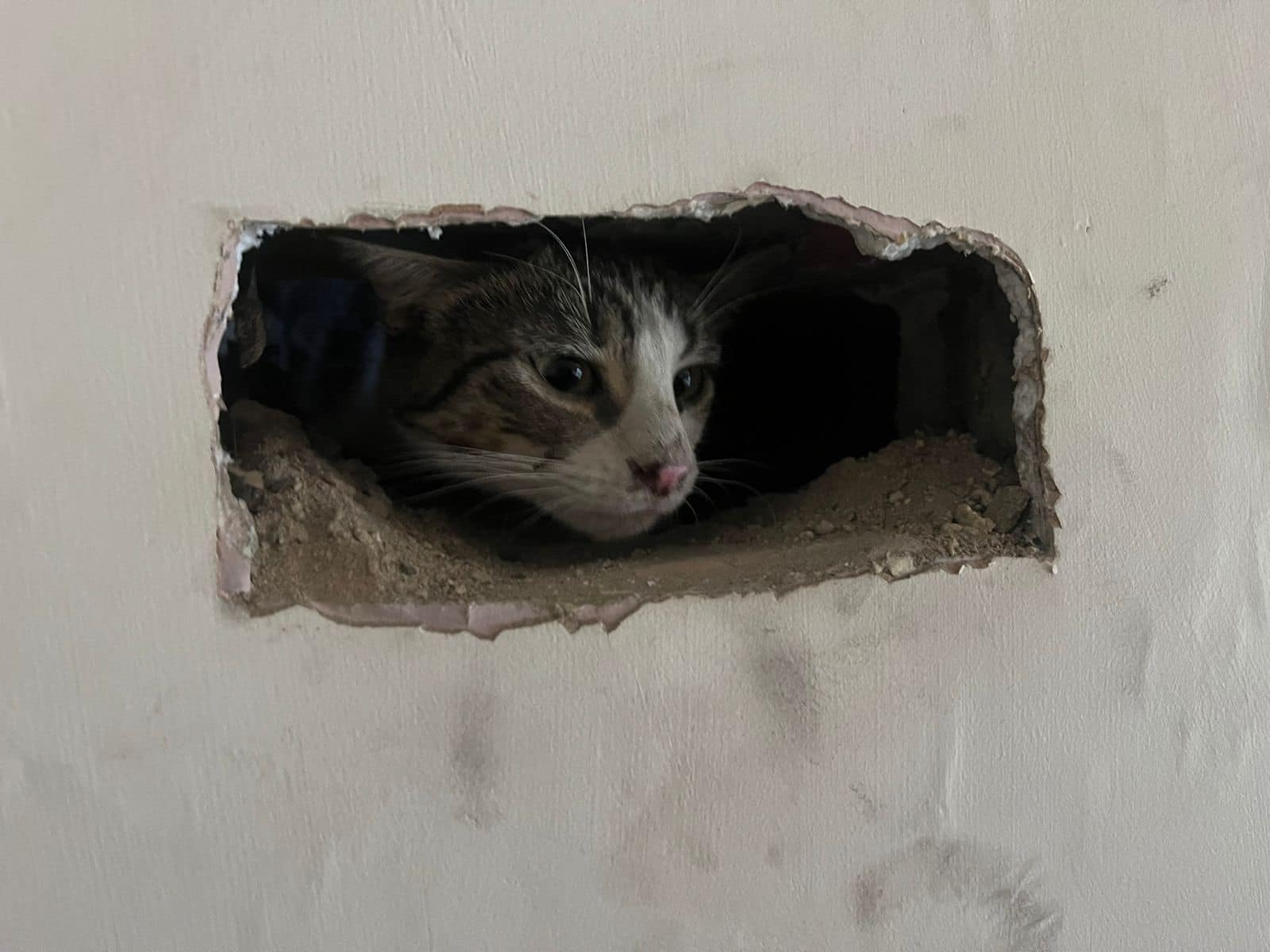 Pet Cat Rescued After Getting Stuck In Chimney – HFM