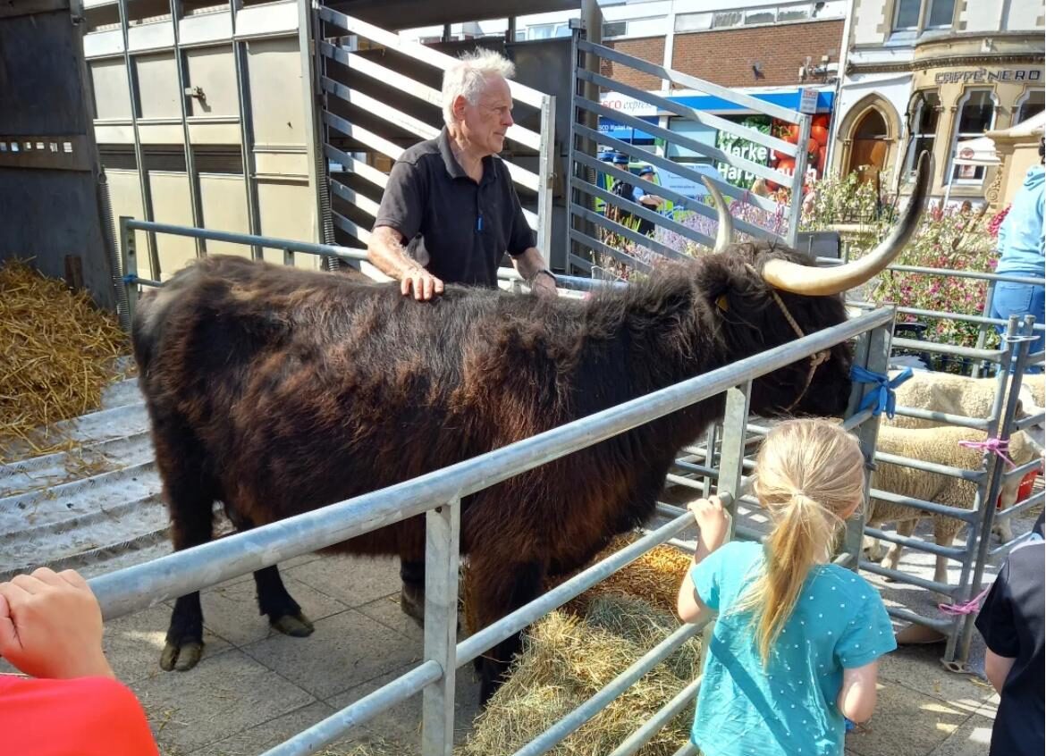 Highland Cow Set To Pick Winner in “Cow Pat Bingo” Fundraiser – HFM